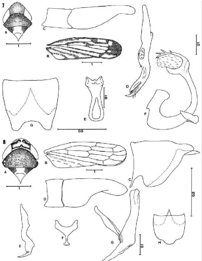 Fig. 7.  Portanus eliasi sp. nov.: A, cabeça, pronoto e escutelo (vista dorsal); B, asa anterior; C, placa subgenital (vista ventral); D, estilo (vista dorsal);