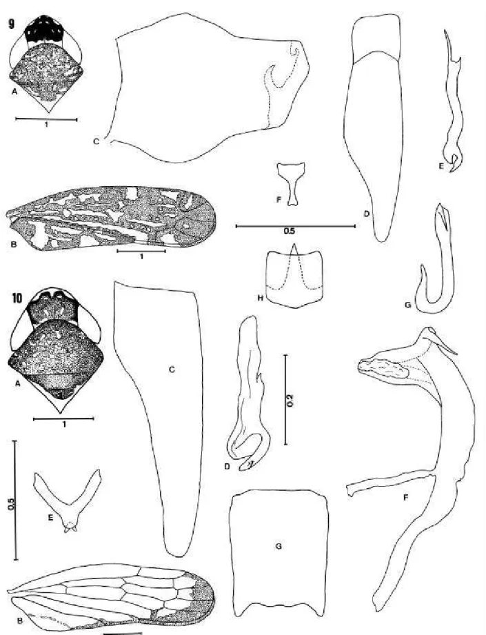 Fig. 9.  Portanus maculatus sp. nov.: A, cabeça, pronoto e escutelo (vista dorsal); B, asa anterior; C, pigóforo do macho (vista lateral); D, placa subgenital (vista ventral); E, estilo (vista dorsal); F, conetivo (vista ventral); G, edeago (vista lateral)