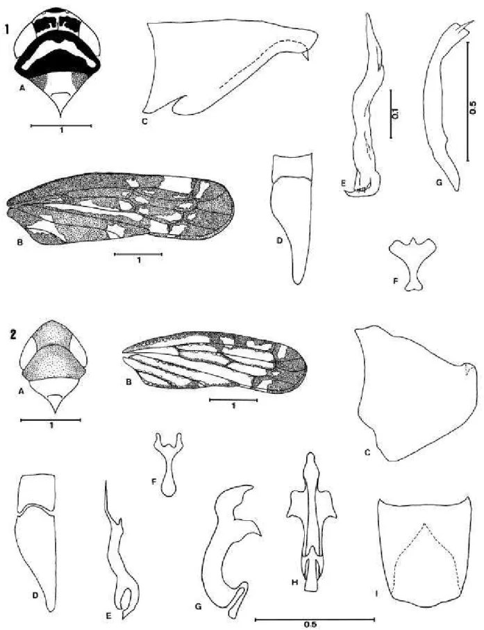 Fig. 1. Portanus vitattus sp. nov.: A, cabeça, pronoto e escutelo (vista dorsal); B, asa anterior; C, pigóforo do macho (vista lateral); D, placa subgenital (vista ventral); E, estilo (vista lateral); F, conetivo (vista ventral); G, edeago (vista lateral)