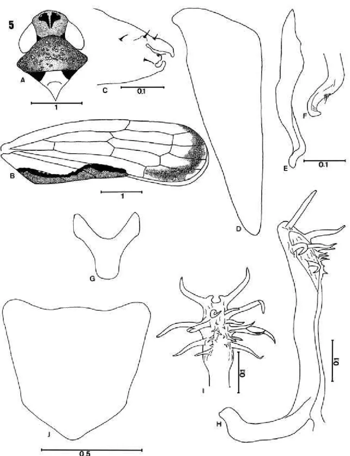 Fig. 5. Portanus cinctus  sp. nov.: A, cabeça, pronoto e escutelo (vista dorsal); B, asa anterior; C, ápice do pigóforo do macho (vista ventral); D, placa subgenital (vista ventral); E, estilo (vista dorsal); F, ápice do estilo (vista ventral); G, conetivo