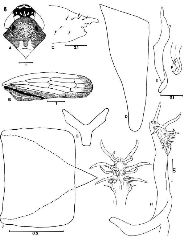 Fig. 6. Portanus bimaculatus sp. nov.: A, cabeça, pronoto e escutelo (vista dorsal); B, asa anterior; C, ápice do pigóforo do macho (vista ventral);
