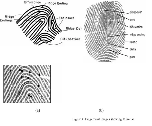 Figure 4: Fingerprint images showing Minutiae. 