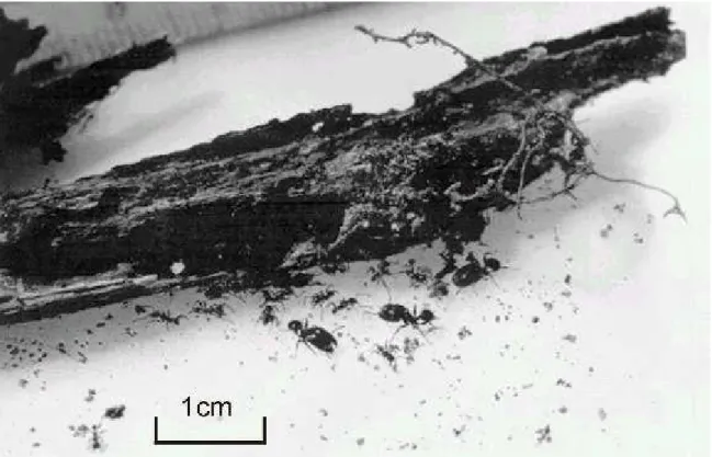 Fig. 1. Ninho de  Pheidole  mamore em um pequeno galho morto, coletado sobre o chão de uma floresta nos arredores de Manaus