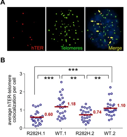 Fig 4. TIN2-R282H mutation reduces colocalization between endogenous telomerase RNA and telomeres