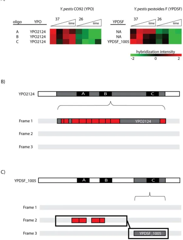 Figure 7. Representative identification of a putative translational frameshift. A) Hybridization evidence for oligos labeled A, B, and C is shown