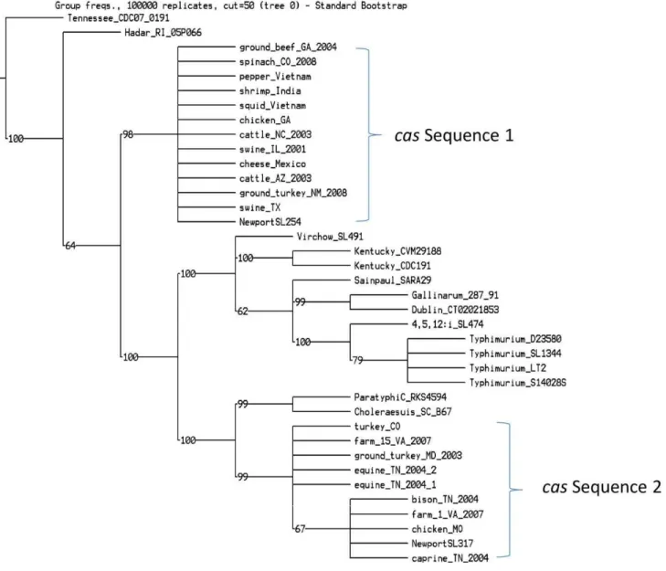 Figure 3. Parsimony phylogenetic tree for cas genes. We constructed this parsimony tree with 100,000 iterations by TNT [38] based on concatenated sequences of the cas genes
