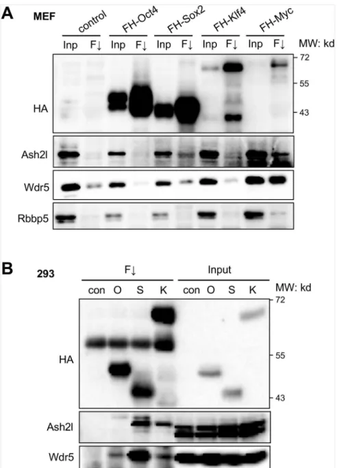 Fig 3. Interaction of the Set1/Mll complex core subunits with the reprogramming factors