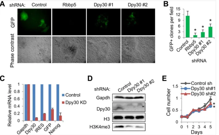 Fig 5. The Set1/Mll complex core subunits are required for efficient reprogramming to pluripotency