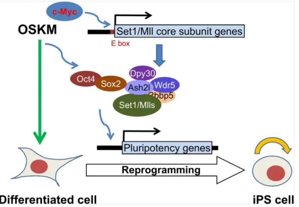Fig 7. A model for the role of the core subunits of Set1/Mll complexes in cellular reprogramming