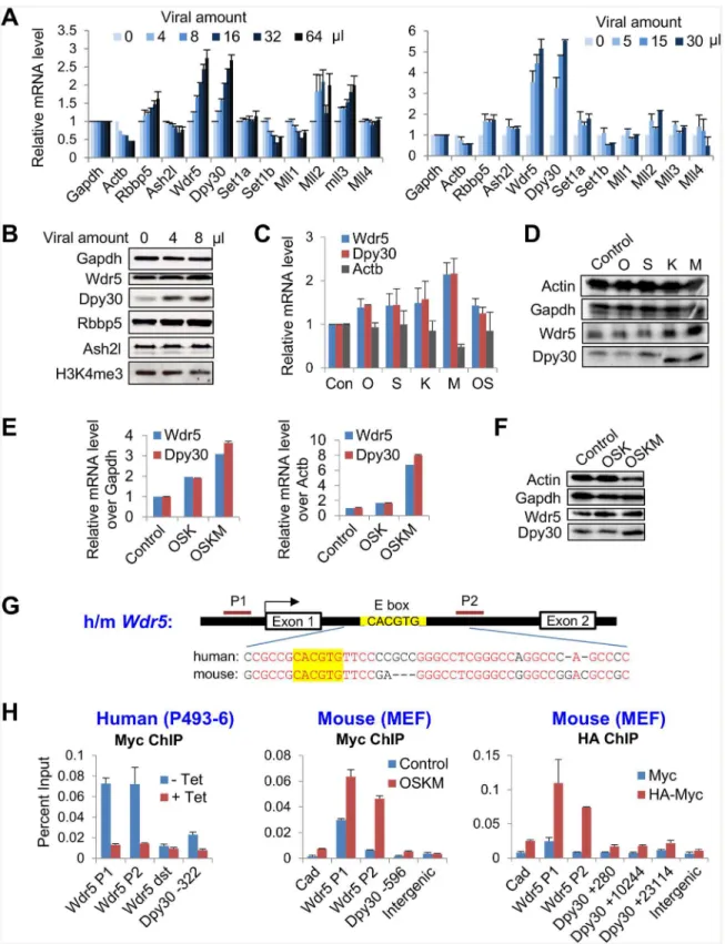 Fig 1. The reprogramming factors promote the expression of the core subunits of Set1/Mll complexes