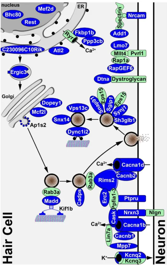 Figure 6. Diagram illustrating the known and predicted subcellular localizations of proteins encoded by validated Srrm4-regulated mRNAs
