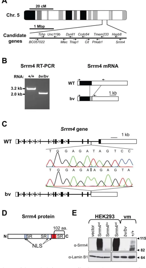 Figure 1. Deletion mutation in the Srrm4 gene of bv mice. (A) Schematic representation of genomic positions of the selected candidate genes in the 4-mega base pair (Mbp) interval to which the bv mutation has been mapped