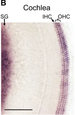 Figure 2. In situ hybridization of the mouse inner ear with an antisense Srrm4 probe. (A) Whole-mount in situ hybridization of the inner ear revealing Srrm4 detection in each balance organ (i.e