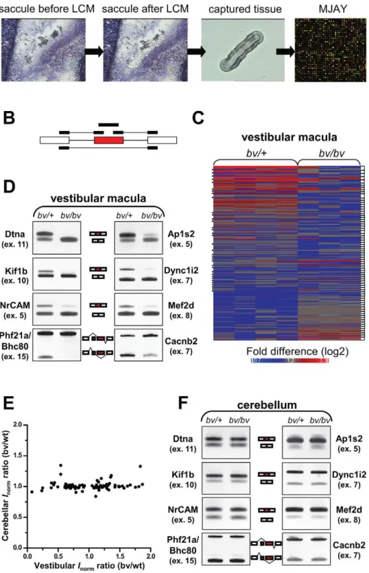 Figure 4. bv/bv mice are subject to splicing defects in the inner ear but not in the cerebellum