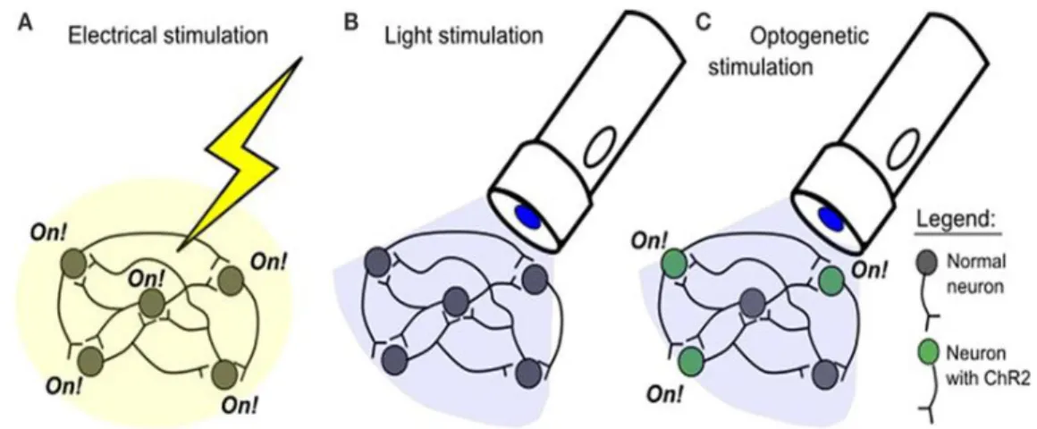 Figura 6-Exemplo de funcionamento da Optogenética (imagem adaptada do site https://www.frontiersing.org): 
