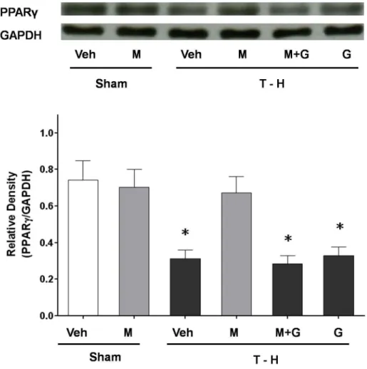 Figure  6.    Hepatic  PPAR γ   protein  expressions  from  sham-operated  animals  receiving  vehicle  (Sham+Veh;  lane  1)  or maraviroc (Sham+MA; lane 2), trauma-hemorrhage animals receiving vehicle (T-H+Veh; lane 3), maraviroc (T-H+MA; lane 4), maravir