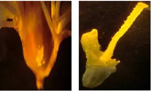 Figure 1. Comparison of damaged (left) and intact pistil (right) pistils treated with 0 and 200 mg