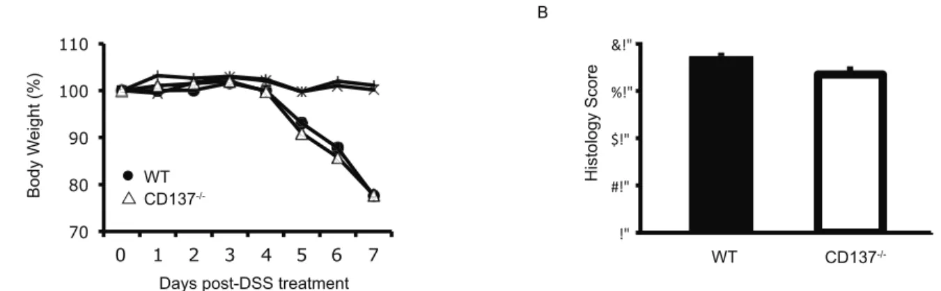 Figure 1. CD137 2/2 and WT mice develop a similar disease severity in acute 3.5% DSS-induced colitis