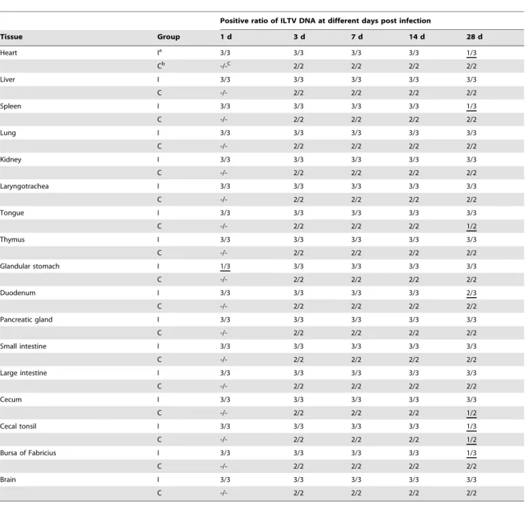 Table 3. Distribution of ILTV DNA in the tissues of infected chickens at different days post infection.