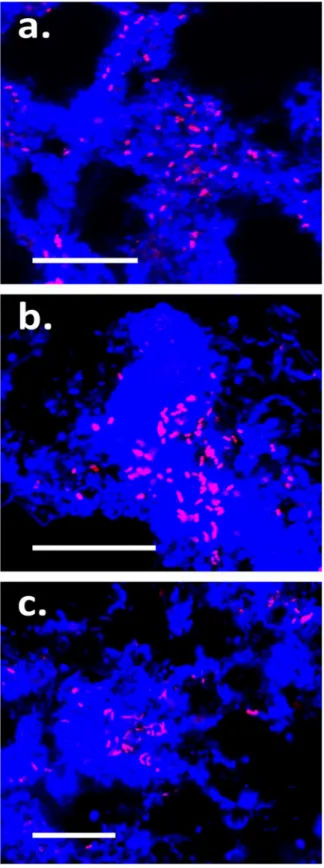 Fig 2. Composite FISH micrographs of target phylotypes in full-scale sludge. (a) Sulfuritalea-related (Sulf-842); (b) A21b (SCI84–829); (c) ABS-19 (Acido-819)