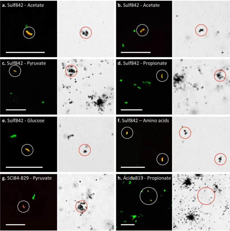 Fig 3. Selected FISH and corresponding bright-field MAR micrographs. FISH probes and MAR substrate are indicated for each image set