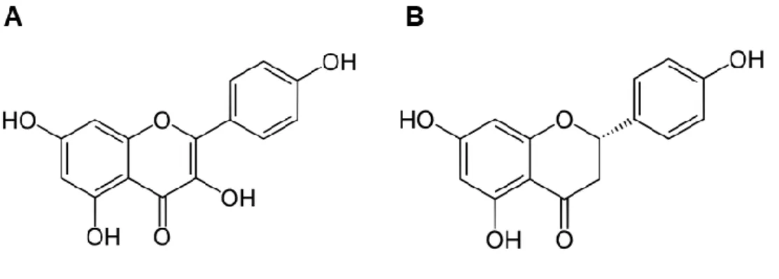 Figure 3. Chemical structure of some common flavonoids: kaempferol (A) and naringenin (B)