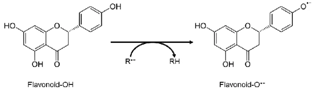 Figure 4. Flavonoid scavenging a radical, leading to the formation of a flavonoid radical or a prooxidant