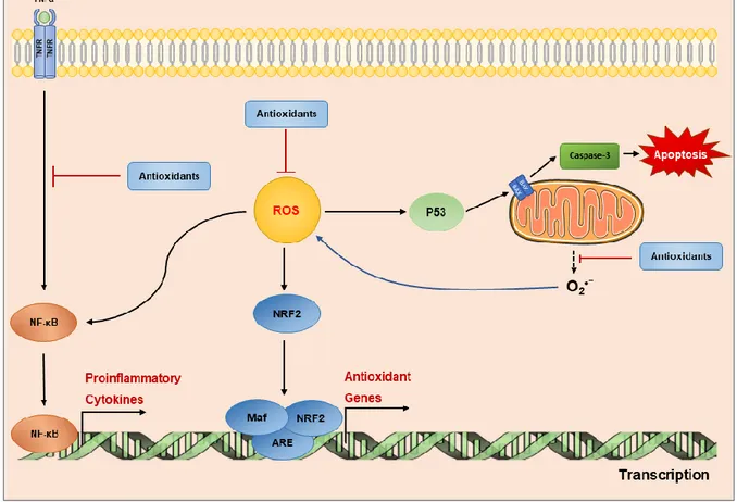 Figure 5. Molecular signaling transductions controlled by ROS molecules. ROS diffused into the cell  mitochondria  stimulate  activations  of  NF-κB  pathway  and  Nrf2  related  pathways