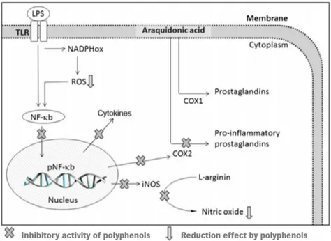 Figure  6.  Schematic  representation  of  action  of polyphenols  as  anti-inflammatory  agents