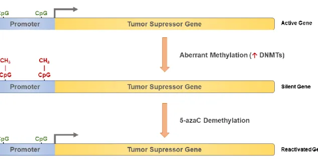 Figure  8.  Schematic  representation  of  reactivation  of  a  silent  tumor  suppressor  gene  using  5-azaC