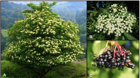 Figure 10.  Sambucus nigra  L. tree (A), flower (B) and berries (C). 