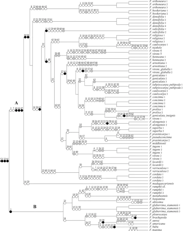 Fig 3. Parsimony distribution of the morphological characters and their states on the total evidence MCC Bayesian tree (Fig 2)