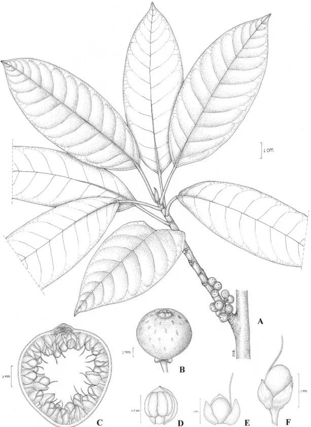 Fig 5. Ficus pseudocaulocarpa Chantaras. A: Twig with leaves and figs. B: Fig. C: Fig in longitudinal section
