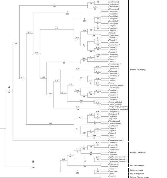 Fig 1. Maximum Clade Credibility (MCC) tree from Bayesian analysis of four combined DNA markers (ITS, ETS, G3pdh, and ncpGS) with posterior probabilities (PP) above and bootstrap supports (BS) below the branches.