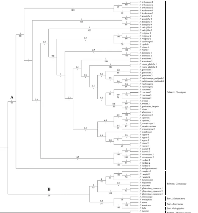 Fig 2. Total evidence MCC tree fromBayesian analysis of four DNA markers, morphology and leaf anatomy