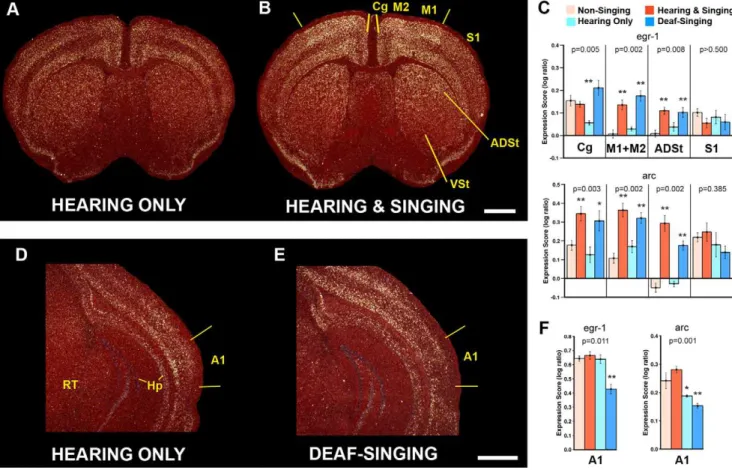 Figure 2. Behavioral-molecular mapping of mouse song system forebrain areas. A–B, Dark-field images of cresyl violet stained (red) coronal brain sections showing in-situ hybridization of singing-induced egr1 expression (white) in the forebrain of male mice