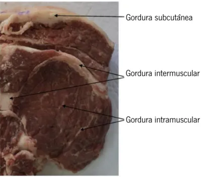 Figura 7. Distribuição da gordura numa secção transversal da região costal de um bovino jovem (adaptado de Purslow, 2017).