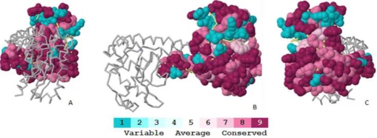 Figure 4. Conservation profile of the Mn-SOD (PDB ID: 1LUV) using ConSurf conservational analysis