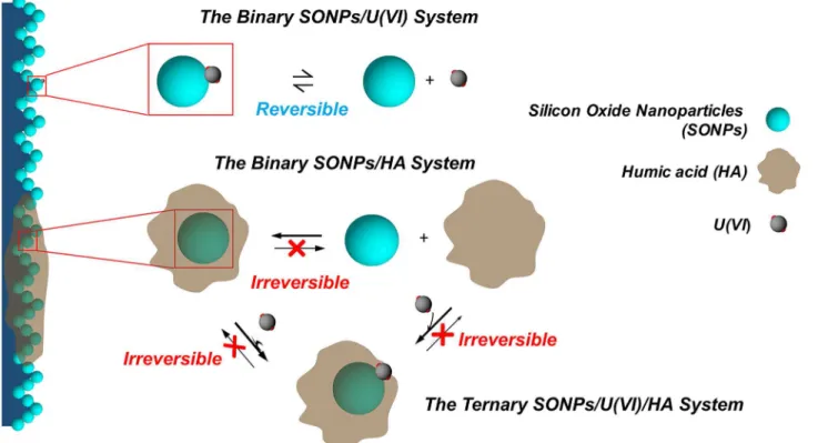 Fig 1. Binding modes and reversibility of interactions among SONPs, U(VI), and HA. The interactions of different systems occur in the aqueous phase.