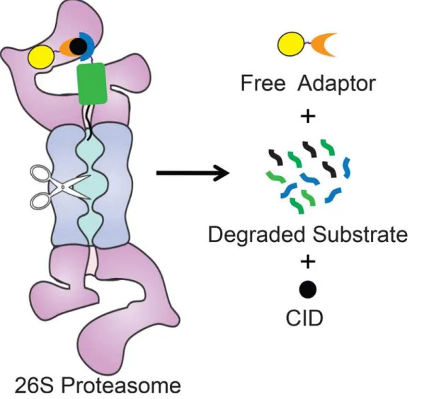 Fig 5. Model for Adaptor-CID-mediated degradation of target proteins. Schematic representation of adaptor-mediated degradation of a target protein by the proteasome