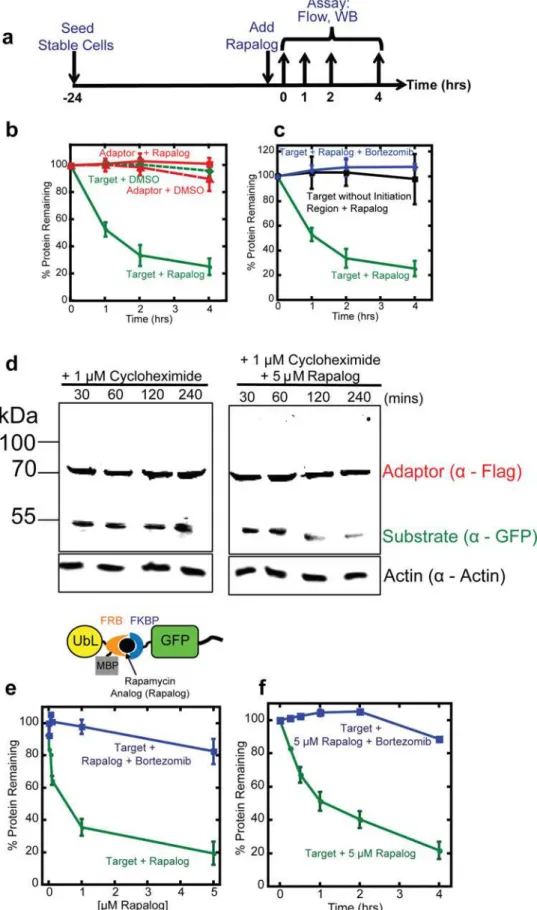 Fig 3. Rapalog-induced target degradation. (a) Experimental design. HEK293 cells co-expressing the adaptor (UbL-mCherry-FRB-MBP) and substrate (FKBP-GFP-tail) were seeded 24 hours prior to drug treatment