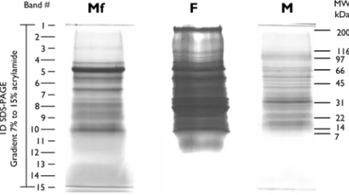 Figure 1. SDS-PAGE of ESP from microfilariae (Mf), females (F) and males (M) B. malayi 