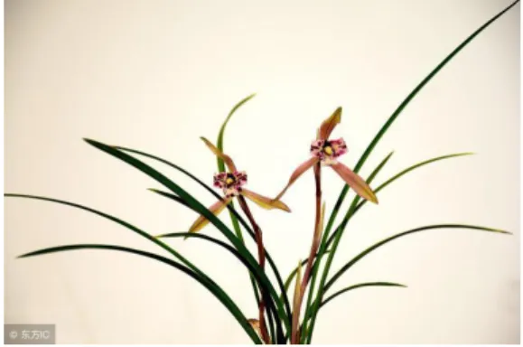 Figura 13 - Orquídea Chinesa. 13   