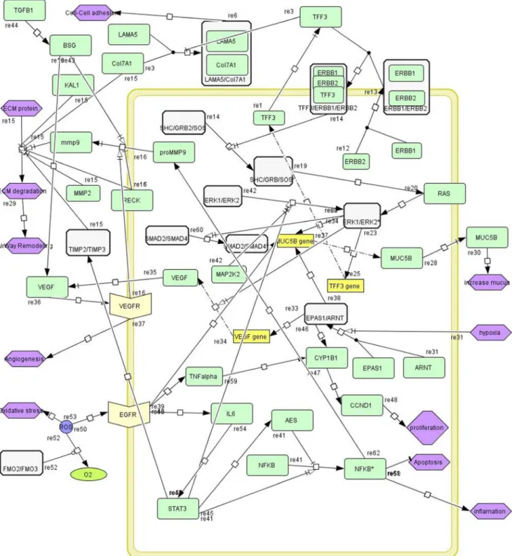 Figure 3. The proposed pathway of airway remodeling in mustard lung. Pathway nodes are indicated by color coding; Green: single protein;