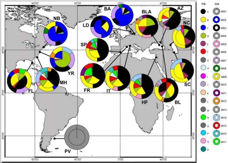 Figure 1. Haplotype distribution and frequency map for Mnemiopsis leidyi . Allele (inner circle for ITS) and haplotype (outer donut for COI) distribution map of Mnemiopsis leidyi