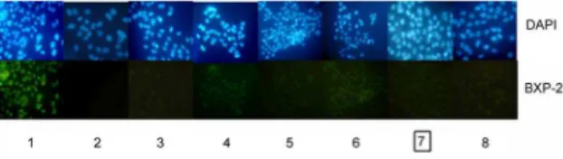 Figure 2. Knockdown of BCRP/ABCG2 expression by V-BCRPi in JAR cells, shown by Western blot analysis
