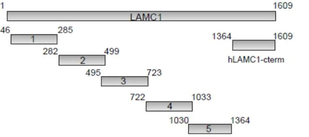 Table 1. Primer sequences for PCR amplification of cDNA fragments of human.