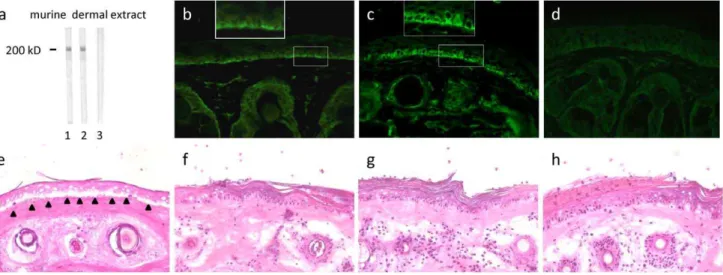 Figure 5. Passive transfer of rabbit anti-mLAMC1-cterm IgG into neonatal mice does not reproduce the human disease