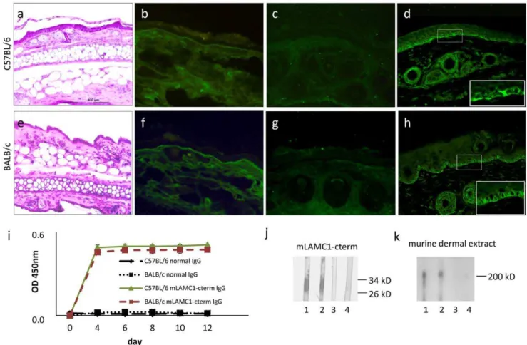 Figure 6. Passive transfer of rabbit anti-mLAMC1-cterm IgG into adult mice is not pathogenic