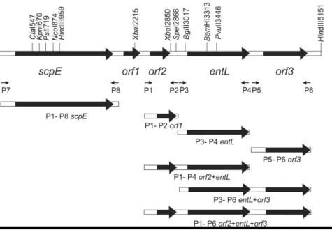 Figure 3.ORFs arrangement and orientation on 5,156 bp DNA sequence, with bacteriocin activity of cloned  and  expressed  fragments  in  pA13  vector  and  position  of  all  primers  used  in  PCR  reaction  for  obtaining fragments carrying specific ORFs 